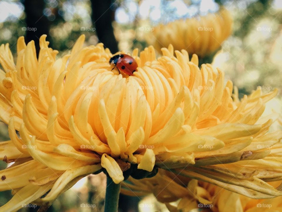 Ladybug on yellow flower