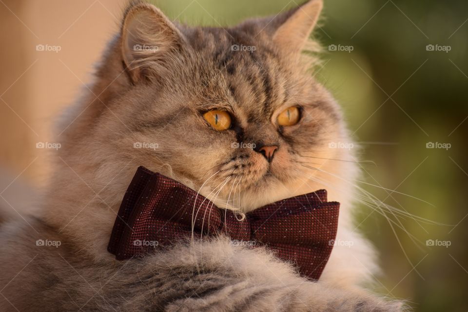 My Cute Cat With Bow At The Balacony Waiting For His Date