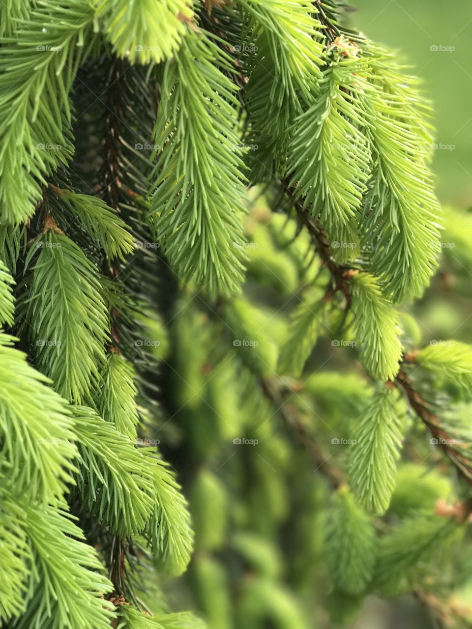 Coniferous tree. Pine needles