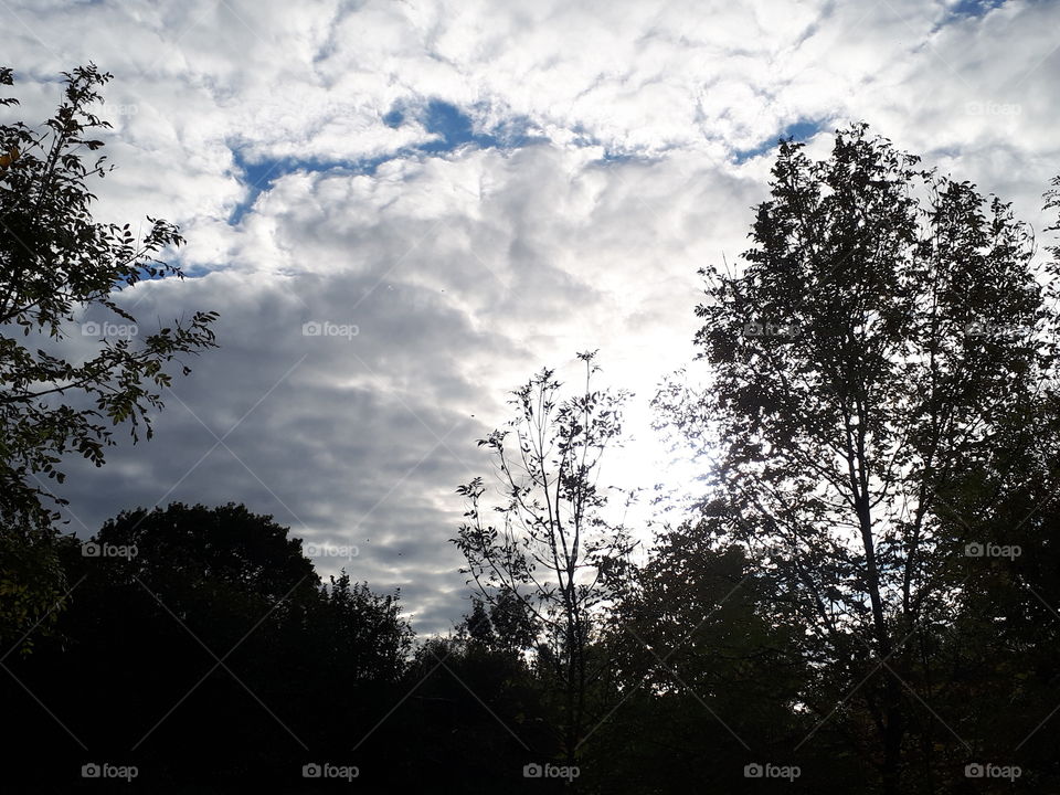 Tree, Landscape, No Person, Nature, Dawn