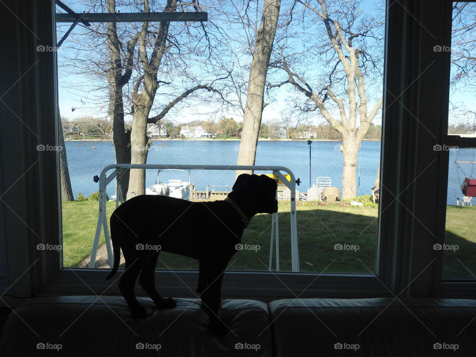 Bowser loved to stand on the couch like a cat would.. until he got older and bigger and couldn't balance any longer! 