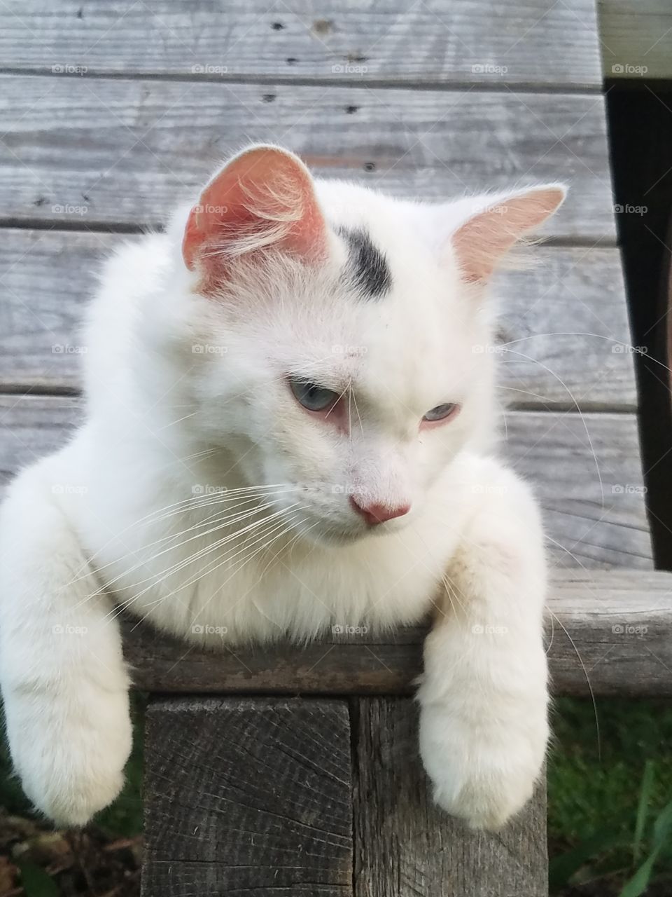 my cat snow just hanging out.