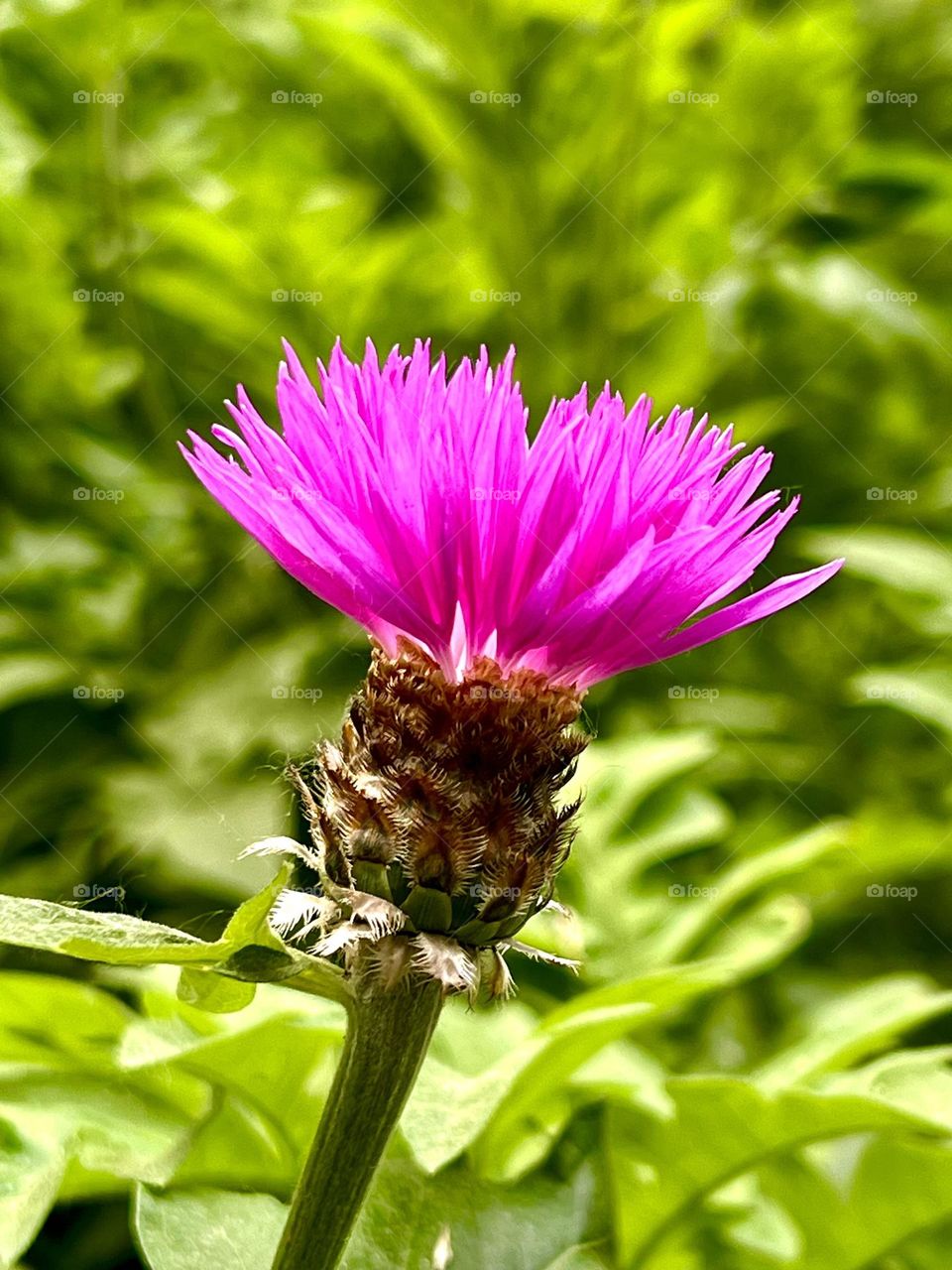 Псефеллюс подбелённый — травянистое растение, вид рода Псефеллюс, семейства Астровые. 