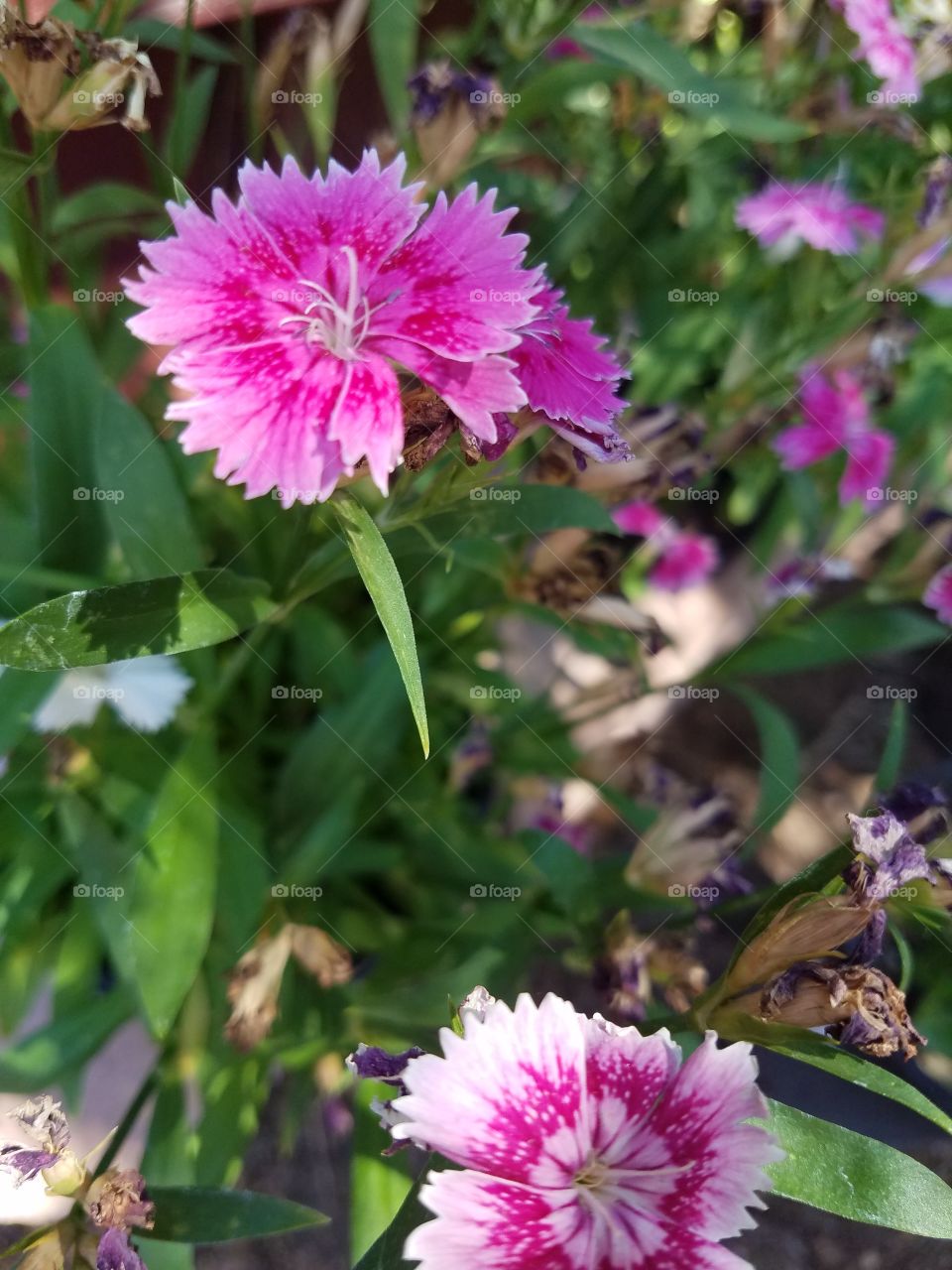 flowers in the garden