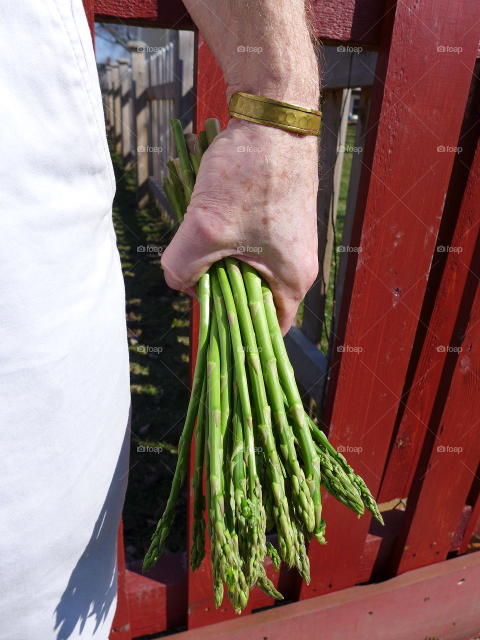 man holding bundle of asparagus at his side against red fence