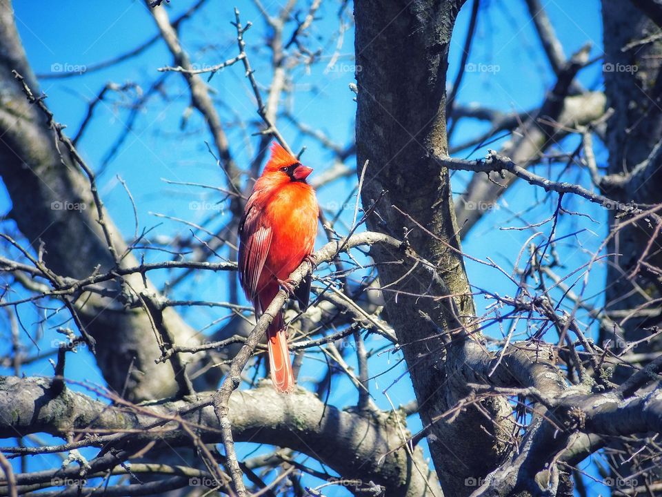 Cardinal 