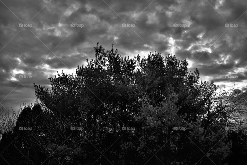 Nature in black and white