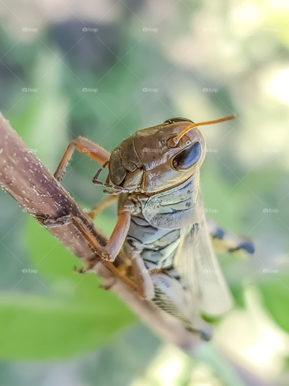 Macro of a  light colored grasshopper climbing up a plant stem
