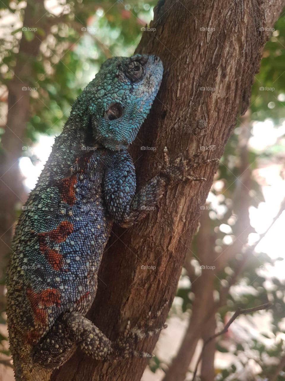 Camouflage - Lizzard