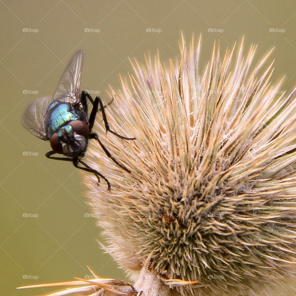 insect fly bee animals by idanos