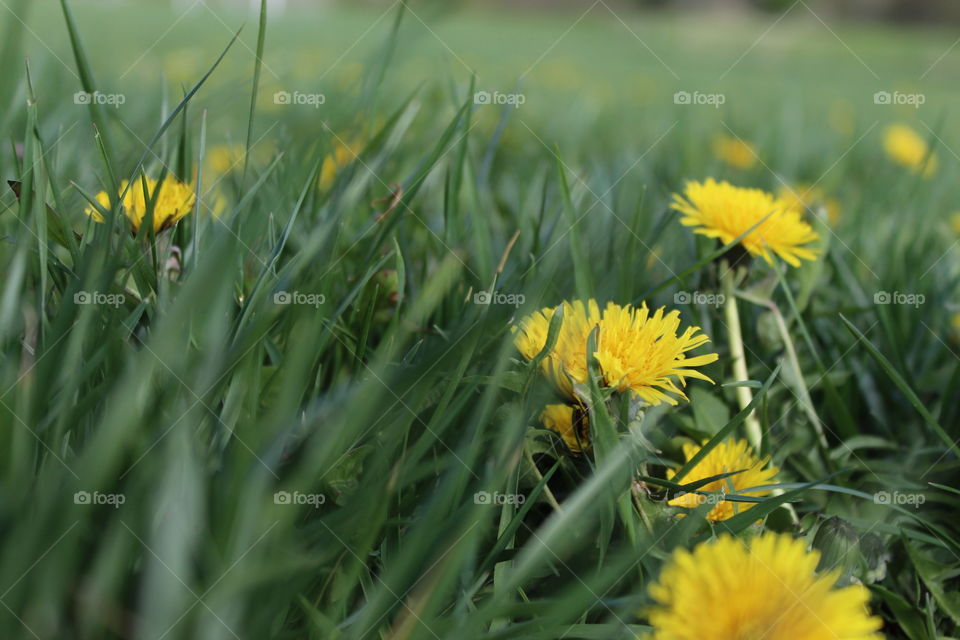 Dandelions