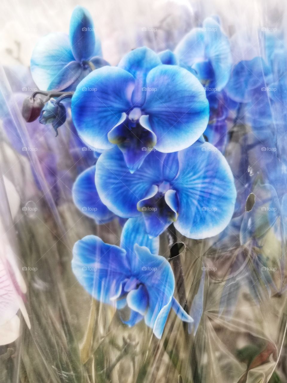 Plant green house Park colors greens