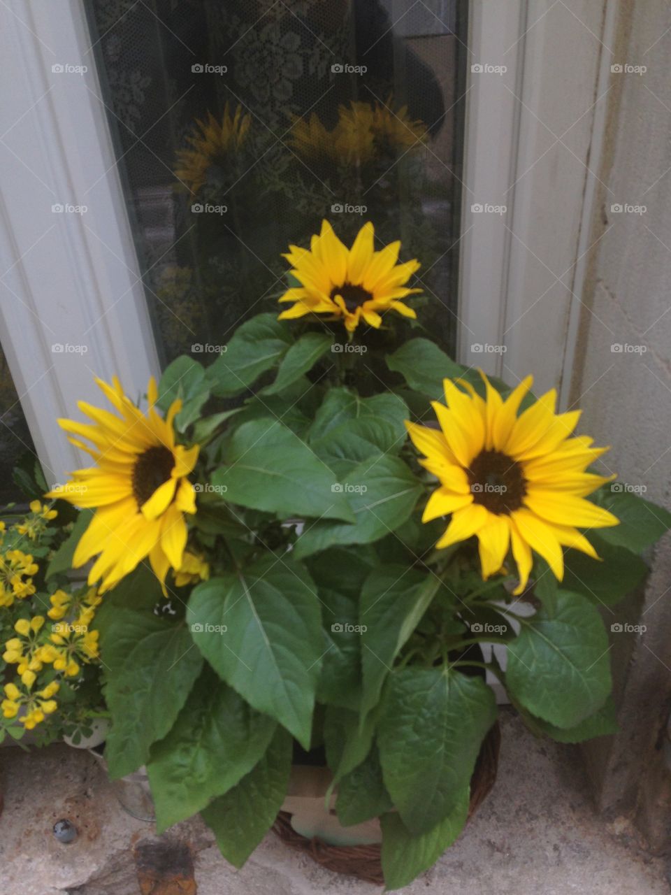 Sunflowers at window 