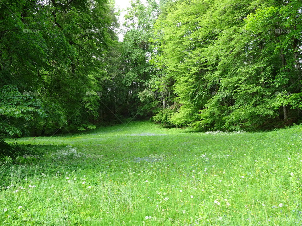 green meadow surrounded by leafy trees