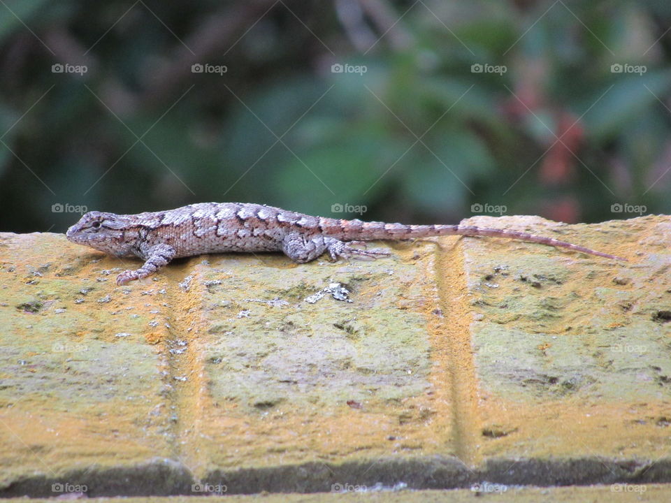 Eastern fence lizard basking on brick