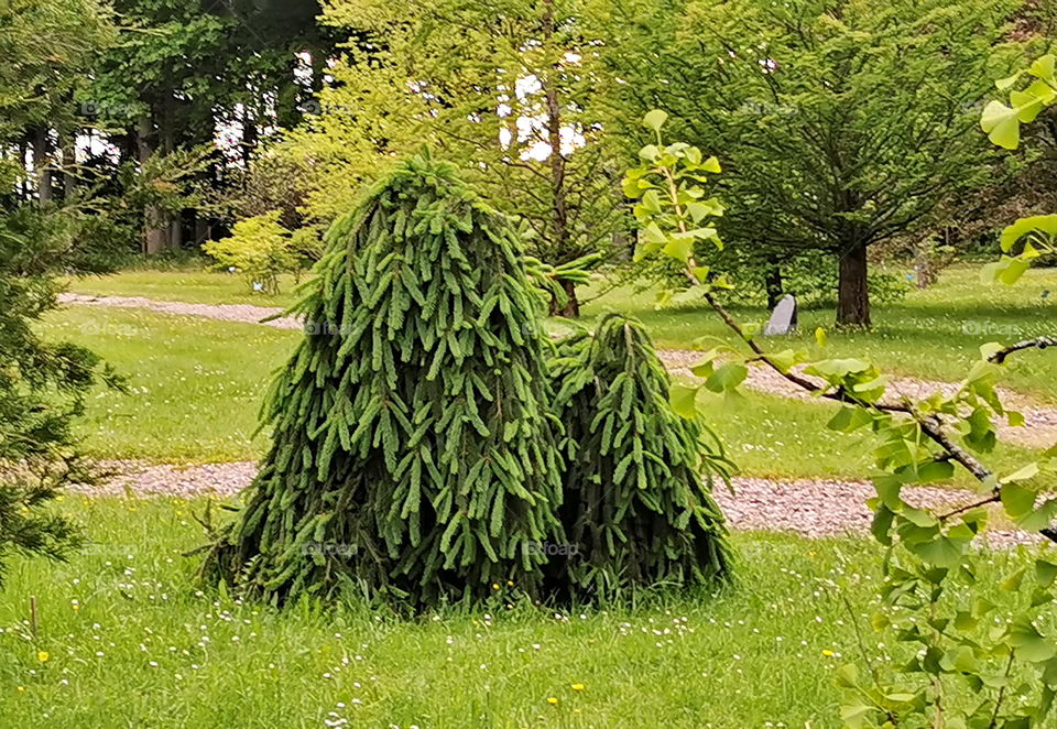 Two spruces of an unusual shape