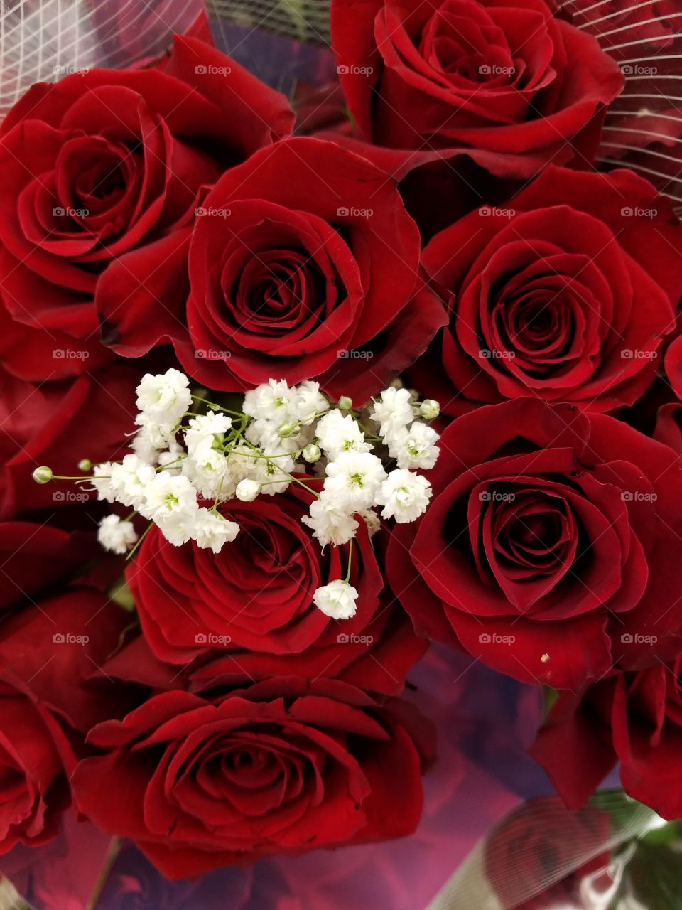 fresh red roses