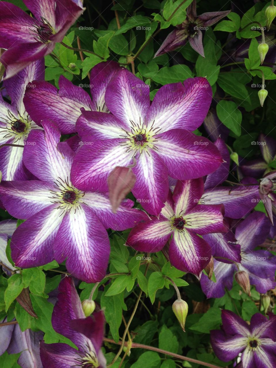 Clematis 