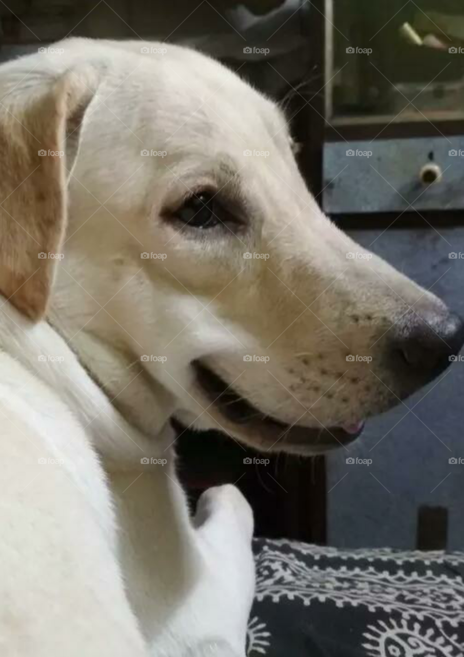 A smiling white dog.