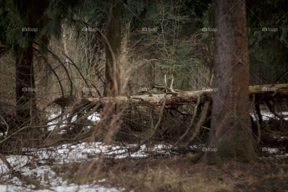 Forest landscape at early spring 