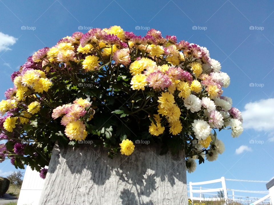colourful flowers and beautiful blue sky background with sunshine