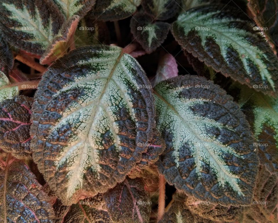 Episcia cupreata leaves,  closeup