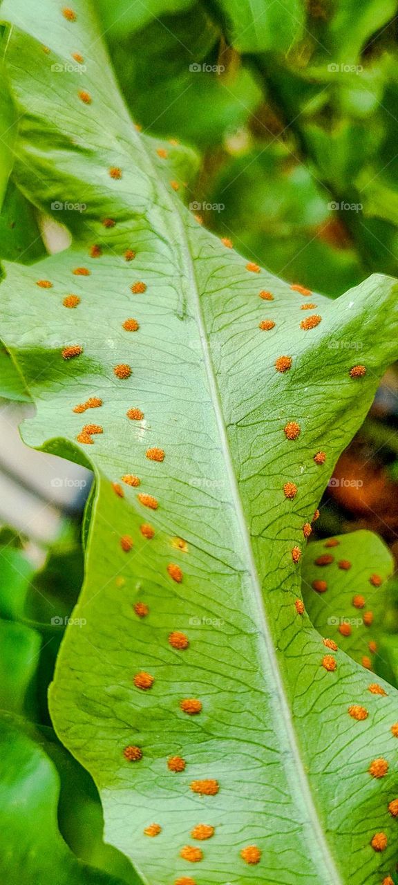 The fern is an asexual spore-producing plant. At certain times, on the underside of the fern leaves, dots called sori are formed.  The appearance of the sera indicates that the fern is in the breeding season.