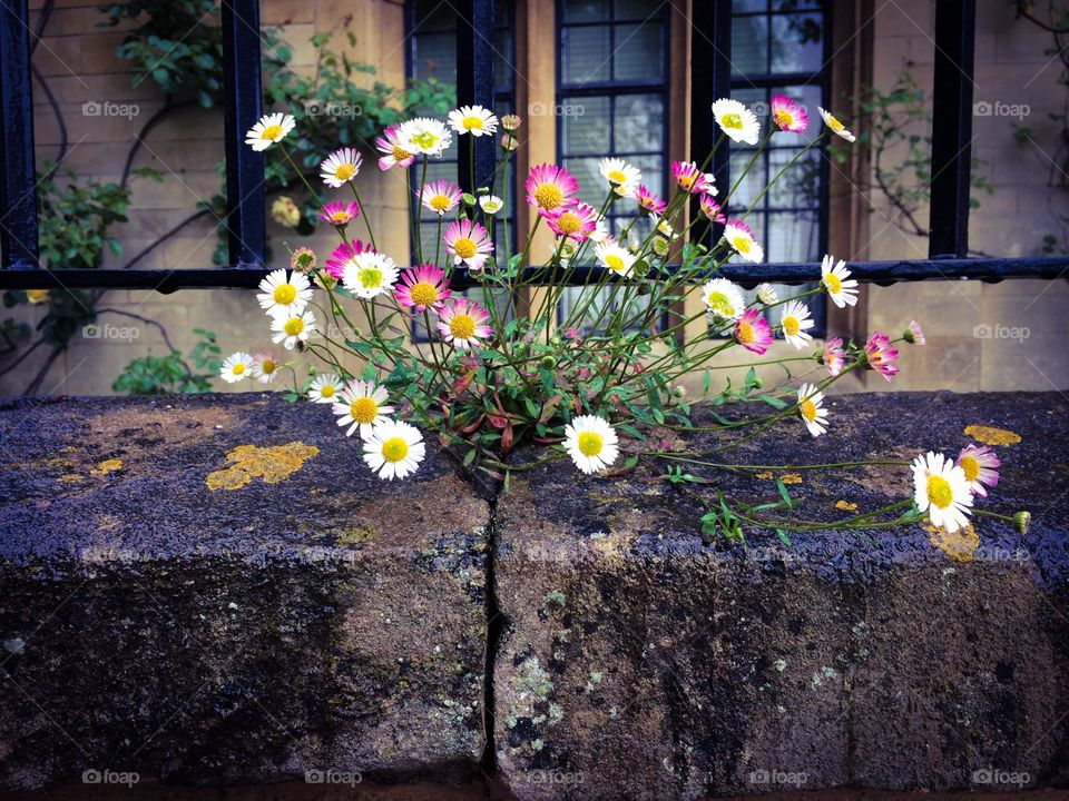 Surviving Flowers. Flowers growing out of concrete