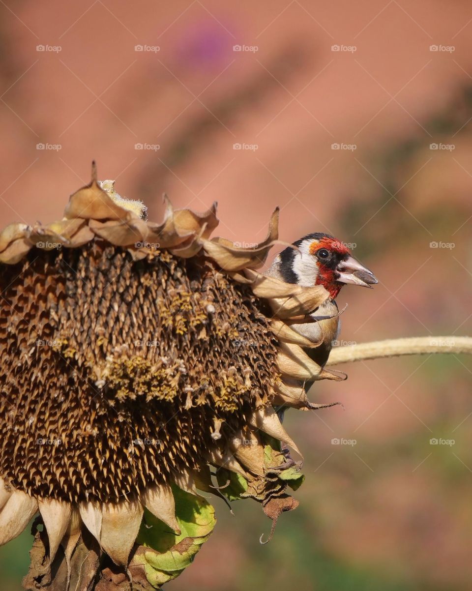 European goldfinch with sunflower seed
in its beak