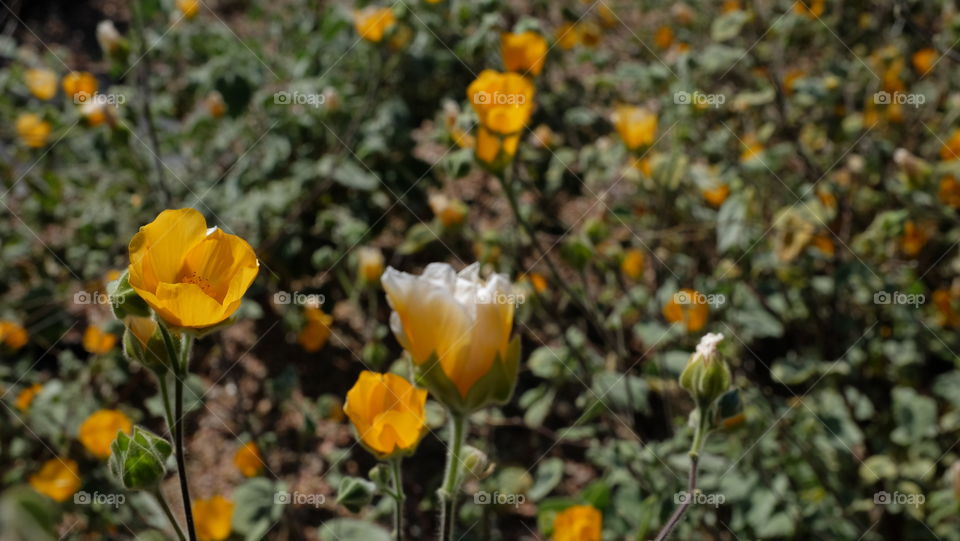 Closeup of a drought resistant blooming plant