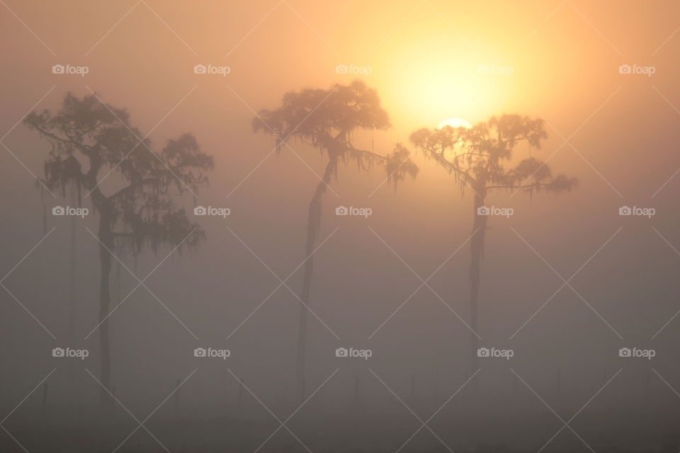 Cypress trees with foggy morning