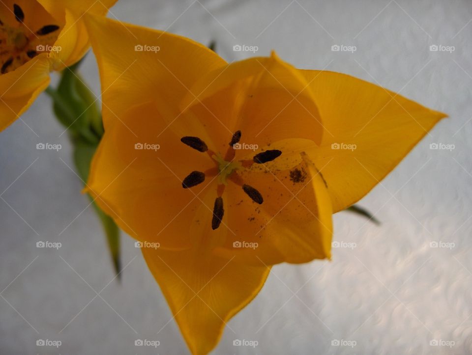 Orange flower 