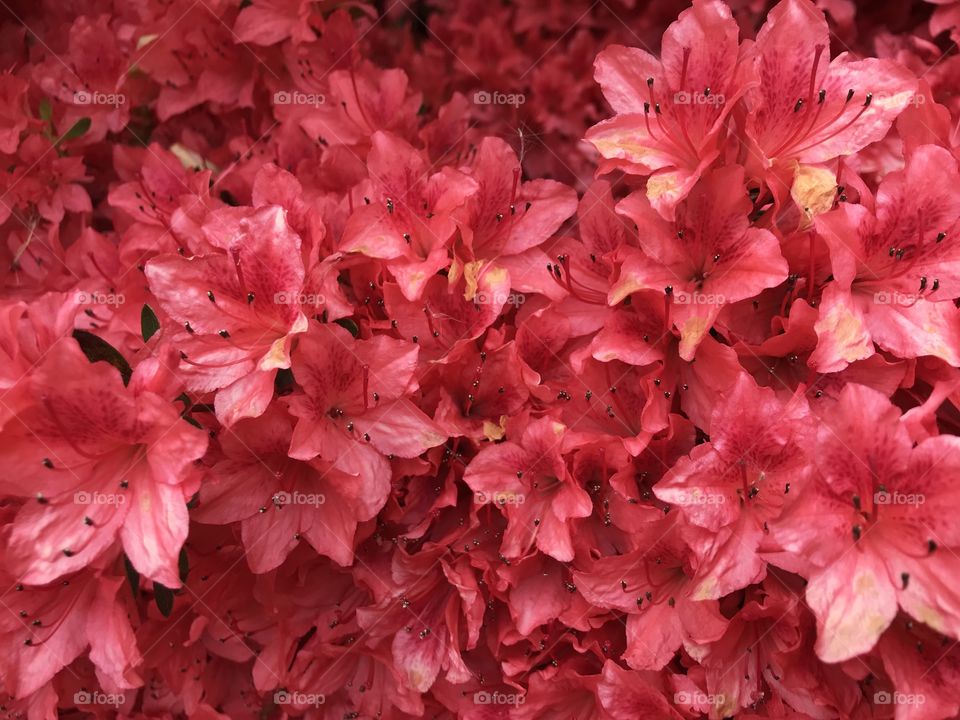 A crimson red of sheer beauty, these are flowers of distinction, making them a sheer joy to view.