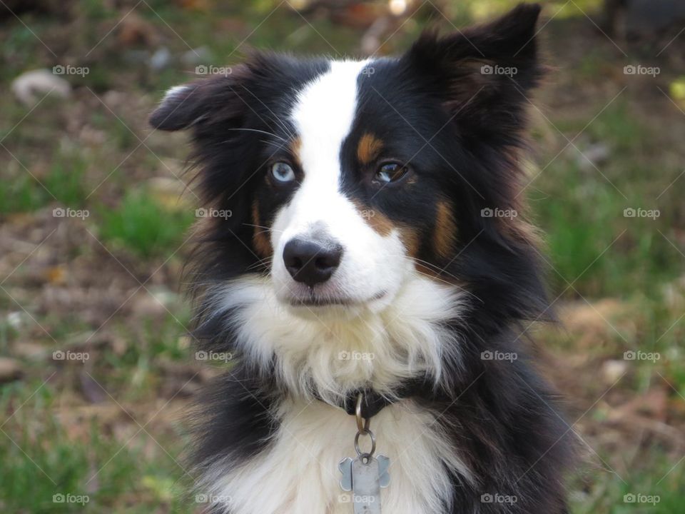 Jesse the Australian Shepherd