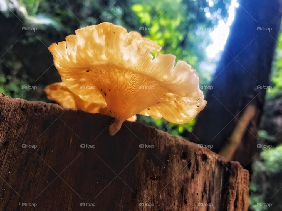 Wood mushroom