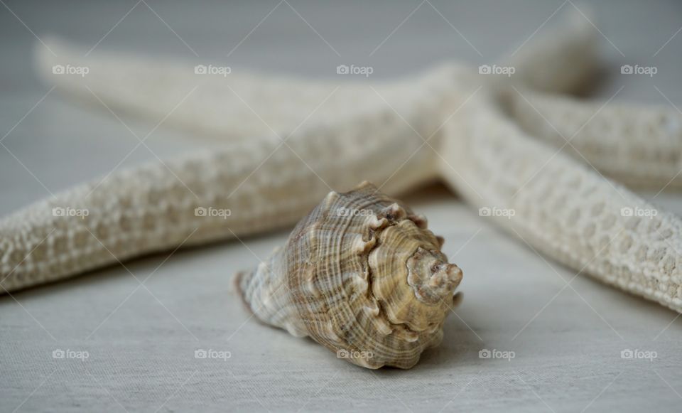 Pretty Sea Shell