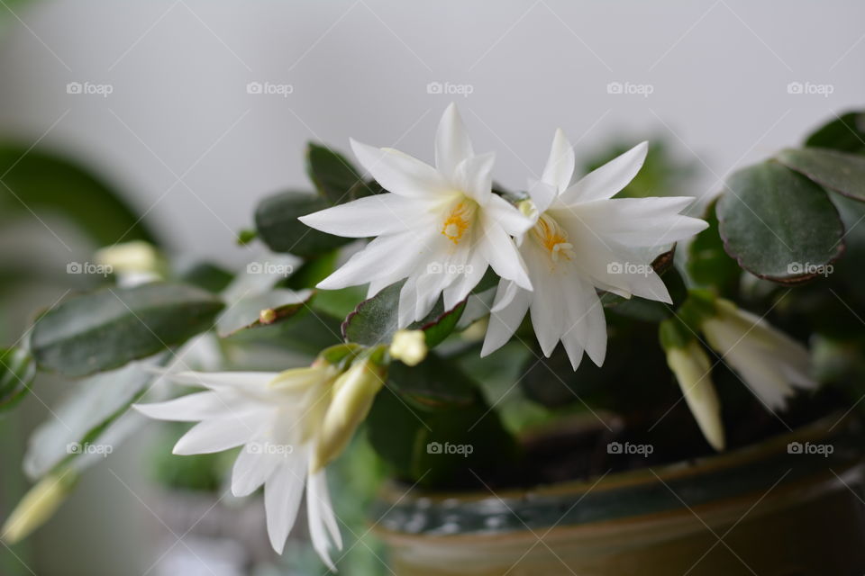 white flowers blooming cactus flower house plants love