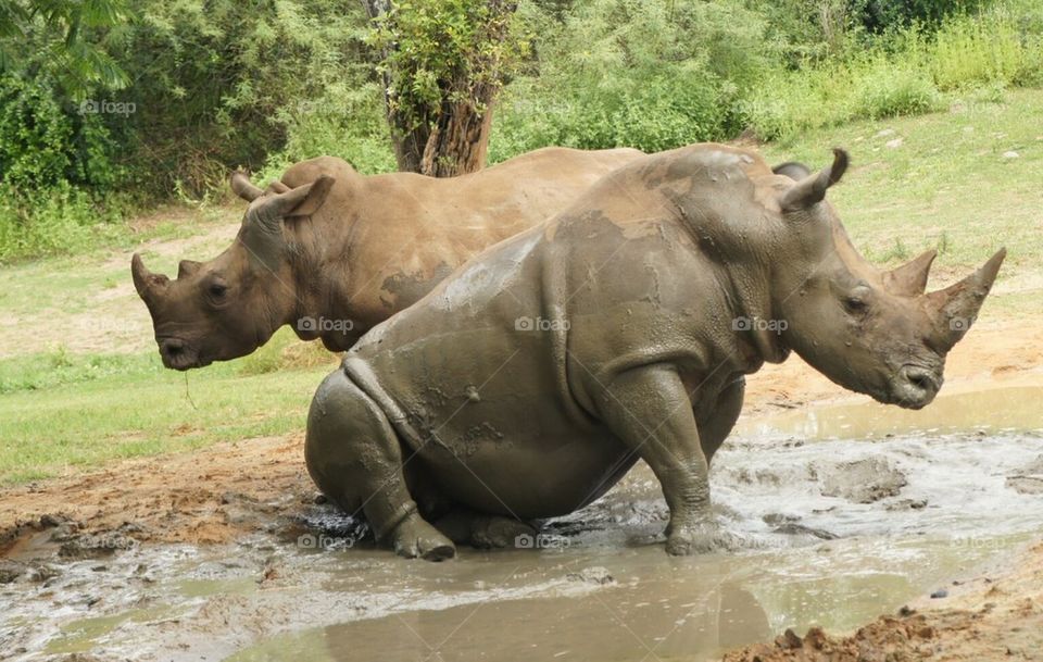 Muddy Rhinos