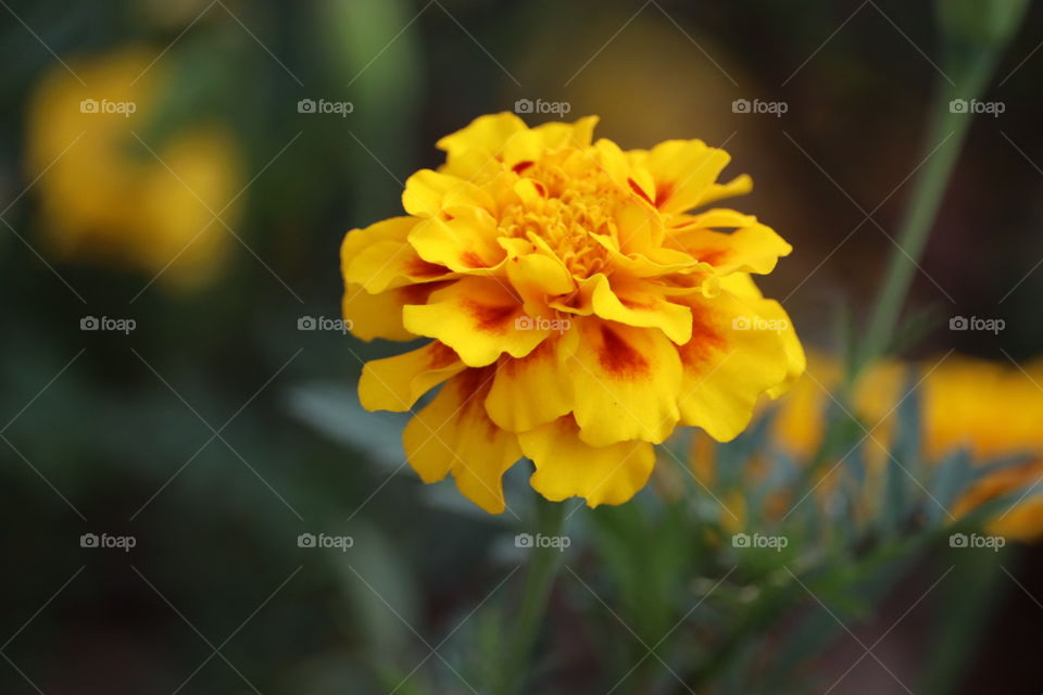 Yellow flower with red mark. Indian Marathi name called as " Zendu".