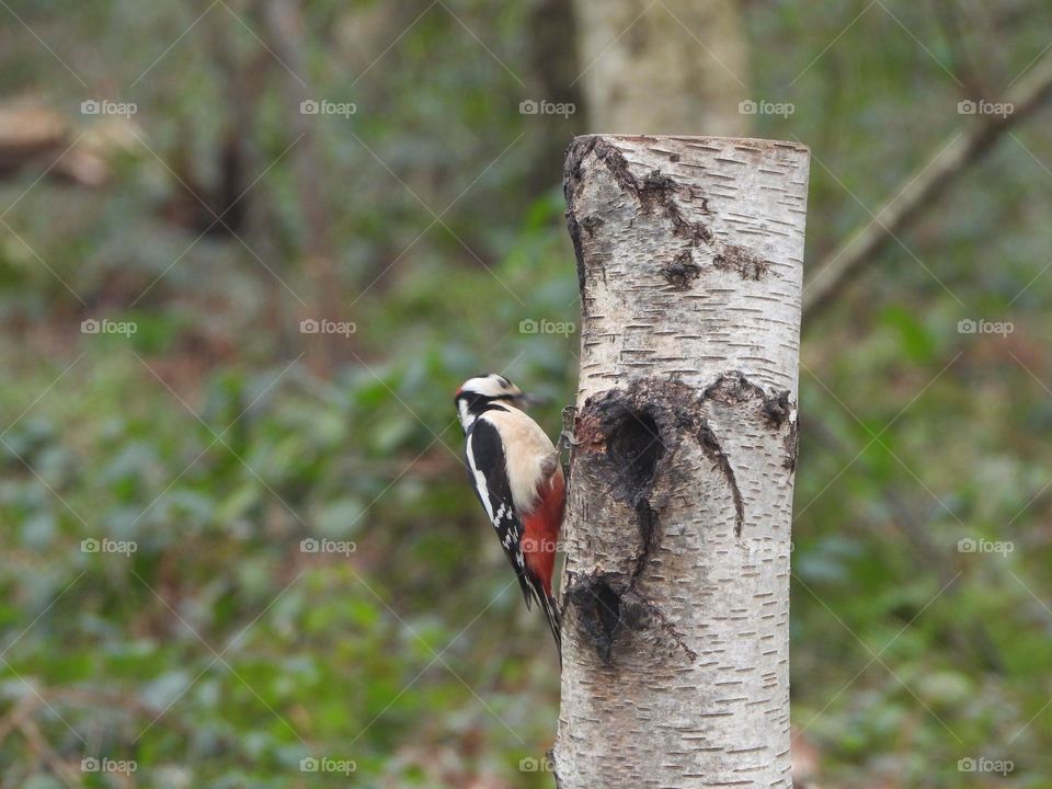 A woodpecker on a tree 