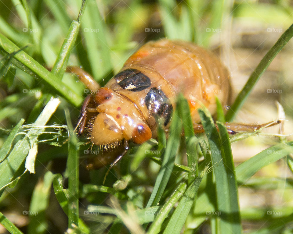 17 year cicada emerging as nymphs 