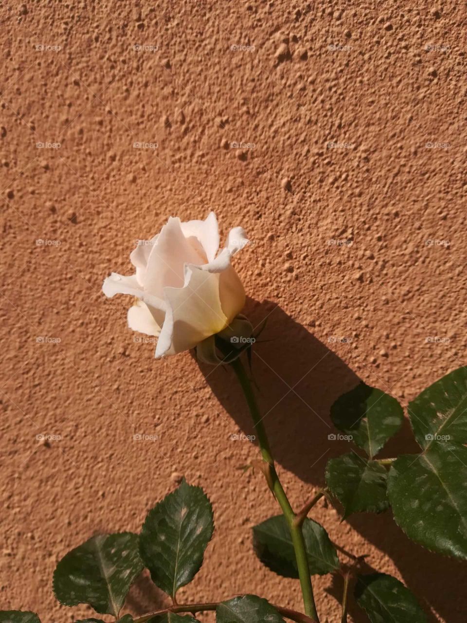 Mother's flower