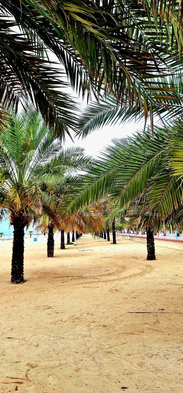 Trees are poems that earth writes upon the Sky..