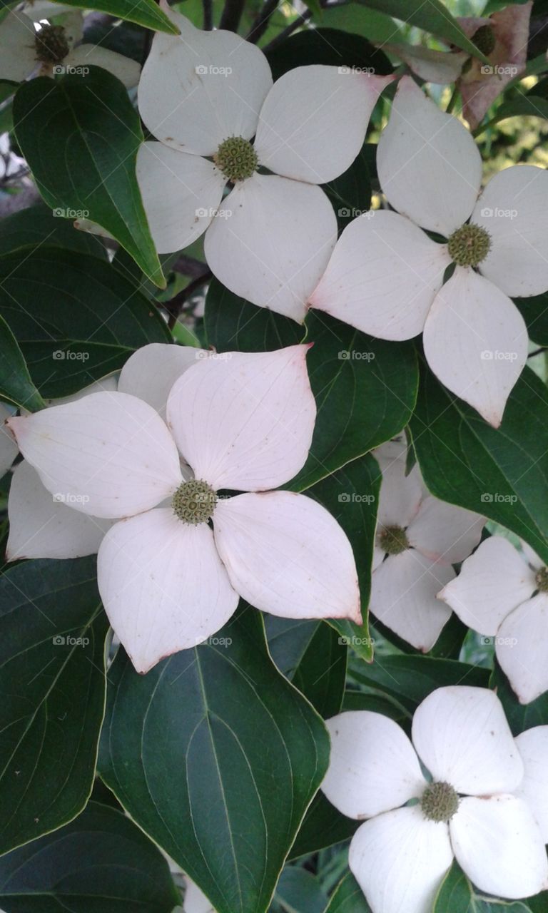 Dogwood blooms. These blooms from a neighbors tree always get my admiration.