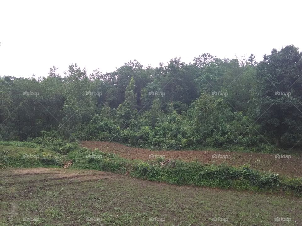 Cloudy, rany forest in Chhattishgarh