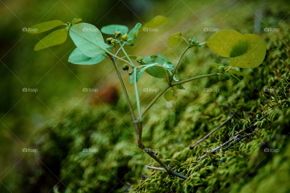 plant. plant growing