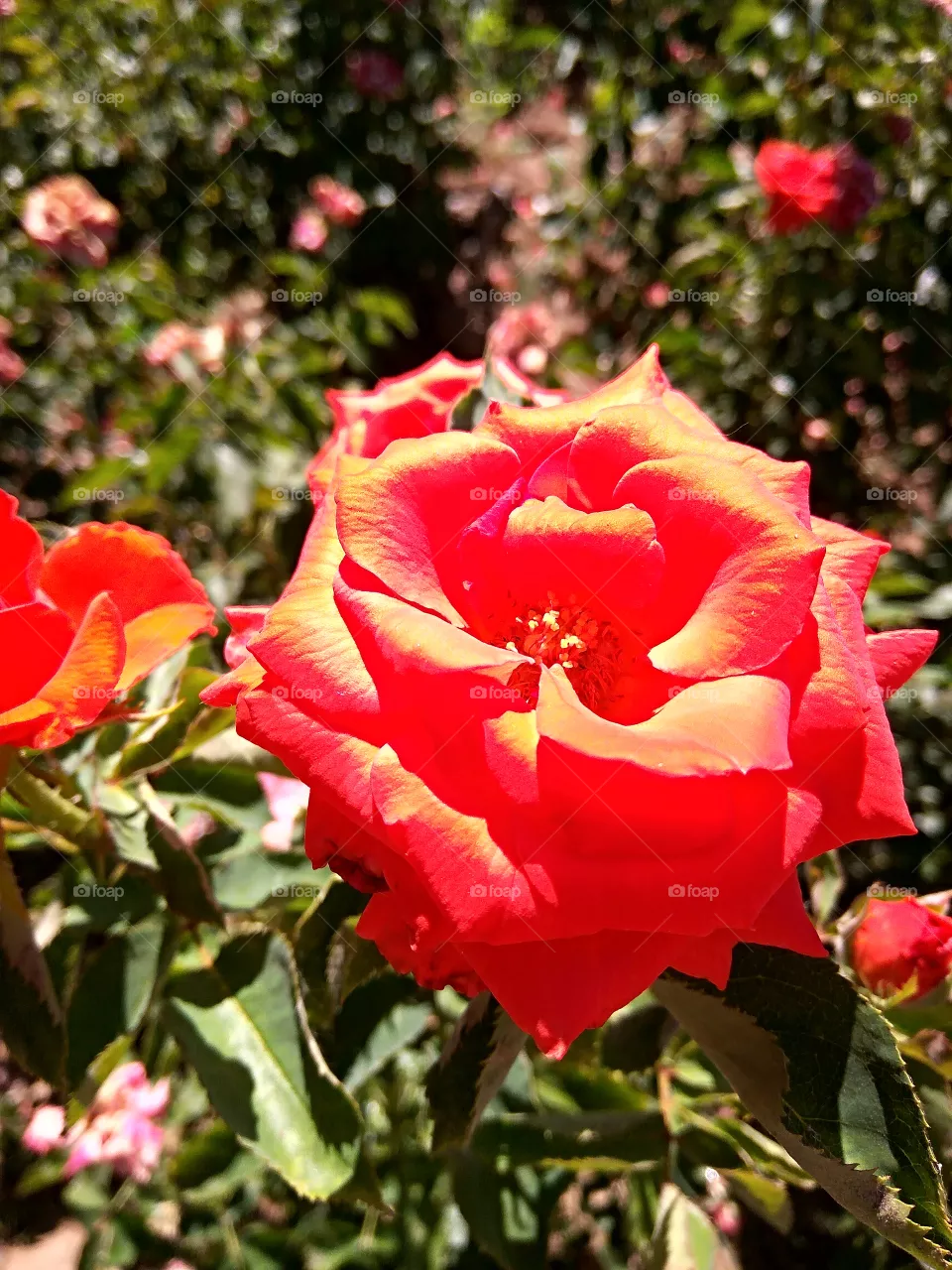Red rose