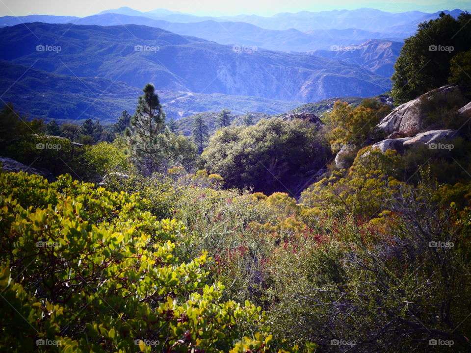 San Bernardino National Forest