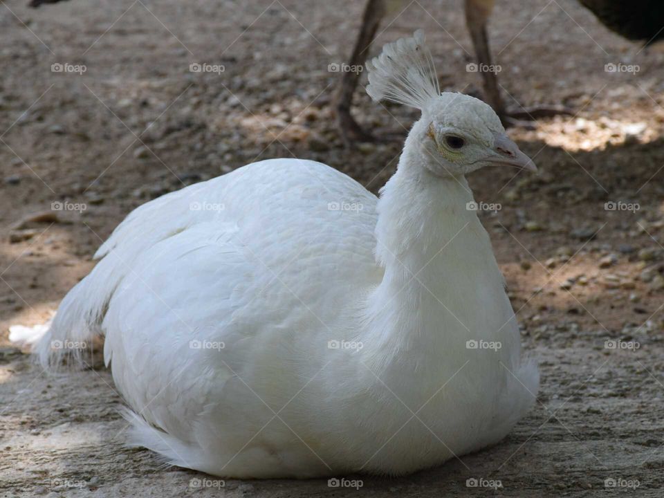 Peacock