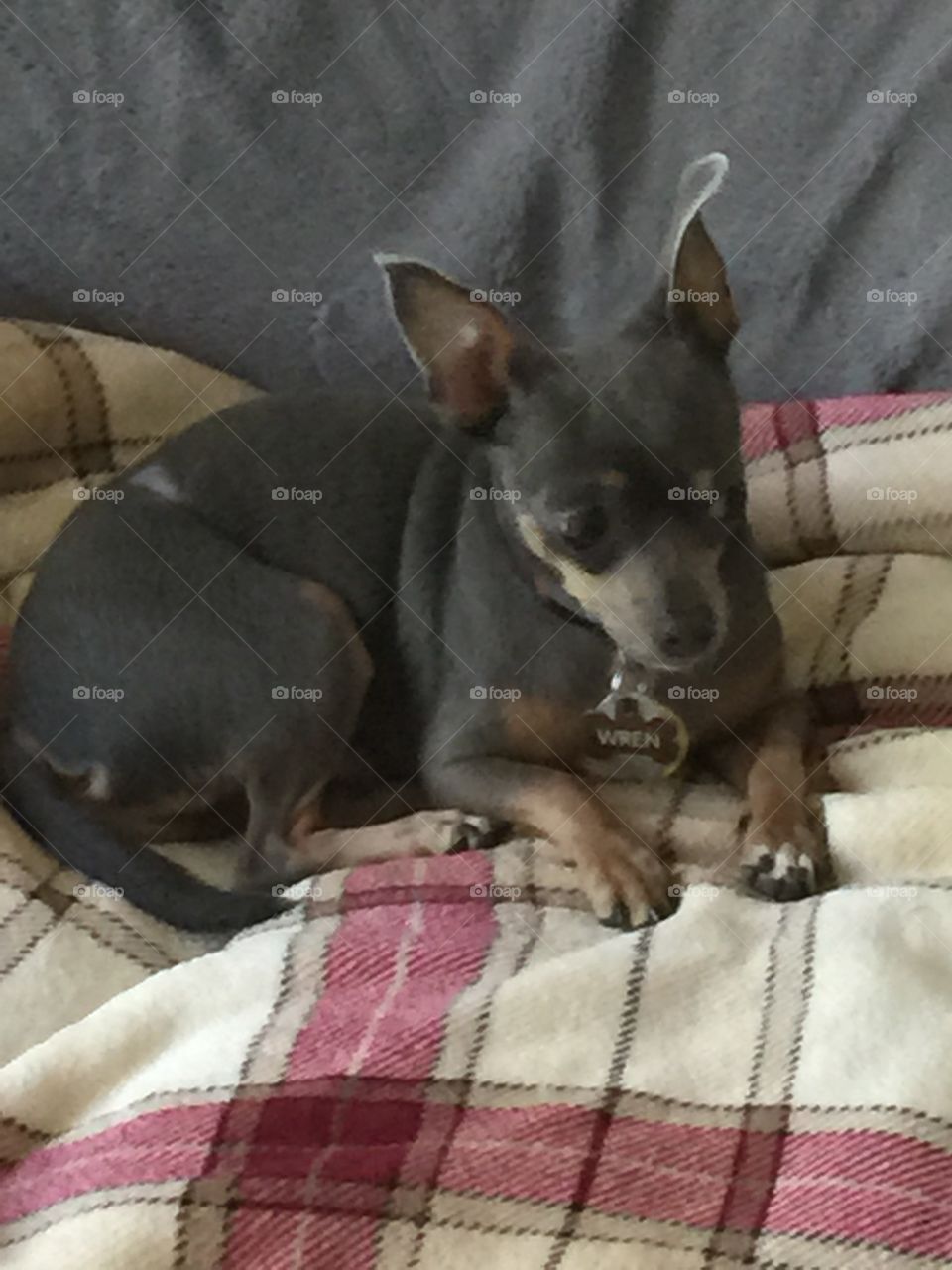 Chilling on the couch